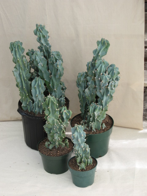 Cereus Montrosus